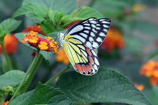 Butterfly Park Manyawar Shri Kanshiram Ji Green Eco Garden Lucknow_Pic Credit Google